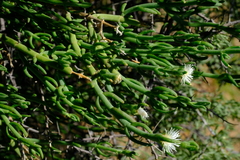 Image of Mesembryanthemum coriarium