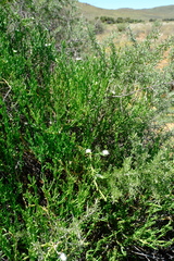 Mesembryanthemum coriarium image
