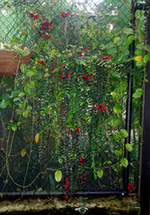 Aeschynanthus radicans