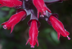 Aeschynanthus radicans