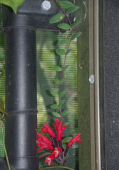 Aeschynanthus radicans