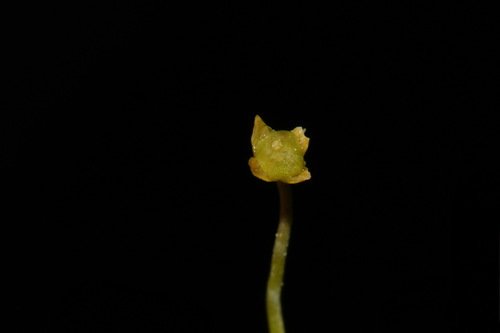 Image of Sabulina fontinalis by (c) Brian Finzel, some rights reserved (CC BY-SA)