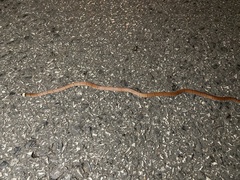 Sinomicrurus macclellandi
