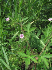 Geranium divaricatum