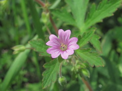 Geranium divaricatum