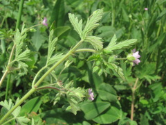 Geranium divaricatum