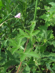 Geranium divaricatum