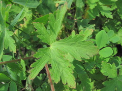Geranium divaricatum