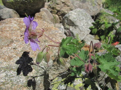 Geranium platypetalum