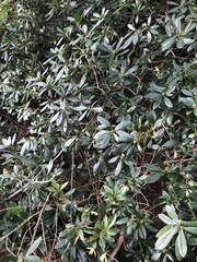 Rhododendron ponticum