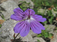 Geranium platypetalum