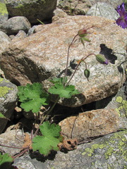 Geranium platypetalum