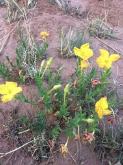 Oenothera hartwegii