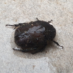 Protaetia morio