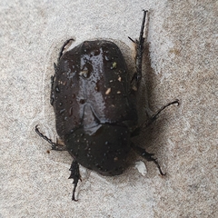 Protaetia morio