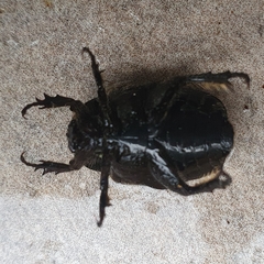 Protaetia morio