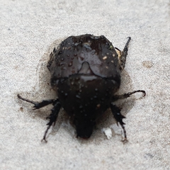 Protaetia morio
