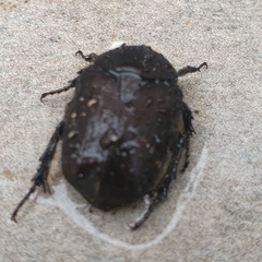 Protaetia morio