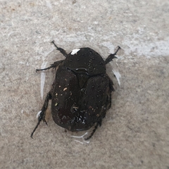 Protaetia morio