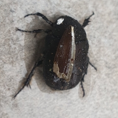 Protaetia morio