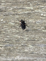 Bibio femoratus