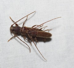 Geropa concolor