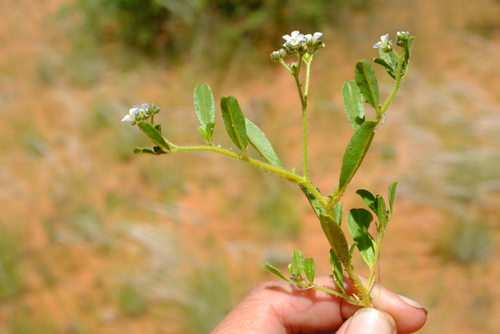 Limeum myosotis image