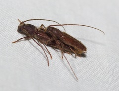 Geropa concolor