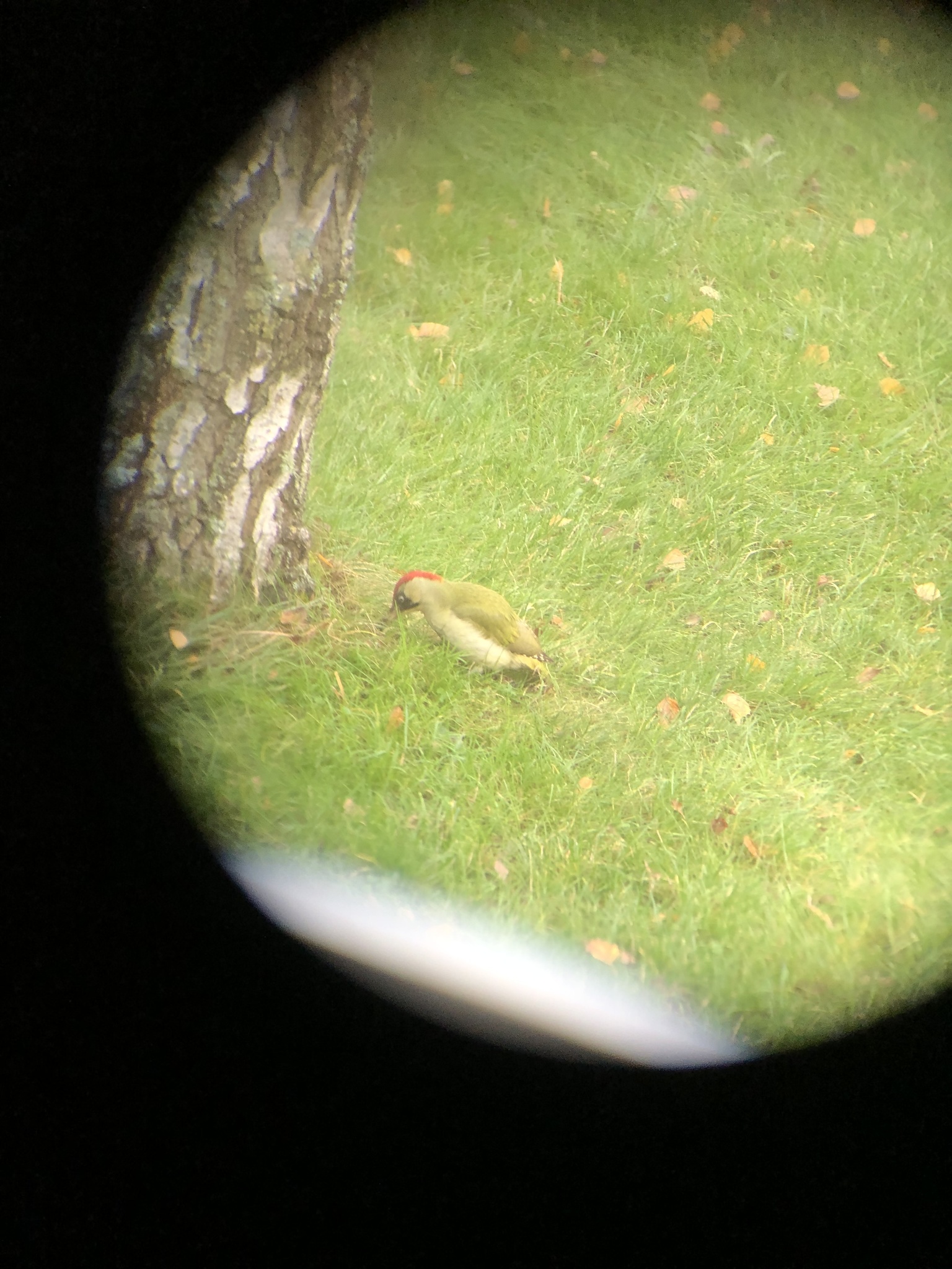 European Green Woodpecker