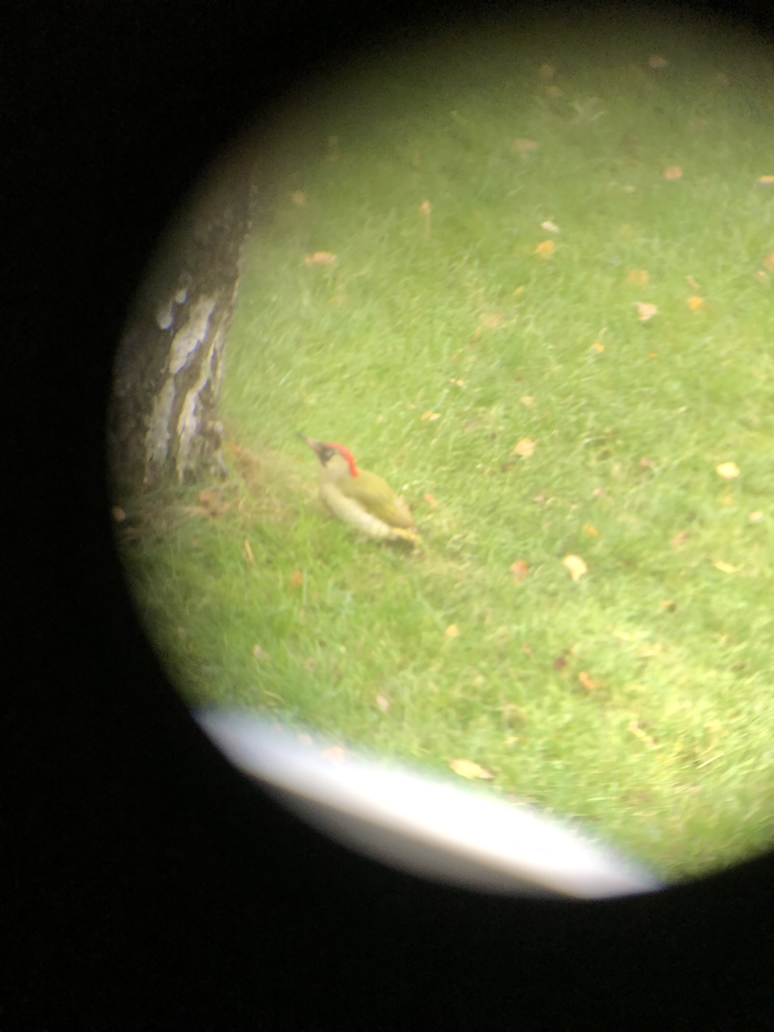 European Green Woodpecker