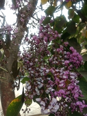 Millettia peguensis