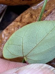 Image of Cercis canadensis