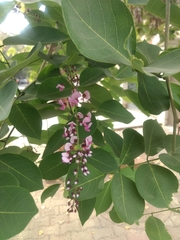 Millettia peguensis