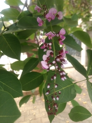 Millettia peguensis