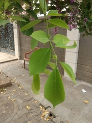 Millettia peguensis