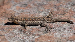 Urosaurus ornatus schmidti