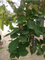 Millettia peguensis