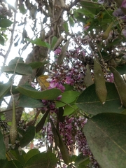 Millettia peguensis