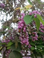 Millettia peguensis