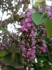 Millettia peguensis