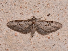 Eupithecia bolterii