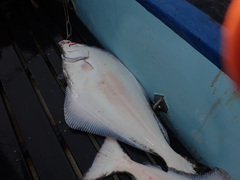 Hippoglossus stenolepis