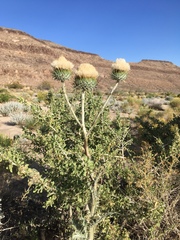 Cirsium neomexicanum