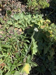 Johnstonella micromeres