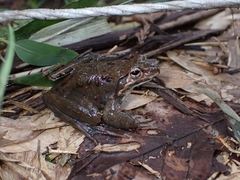 Rana ornativentris