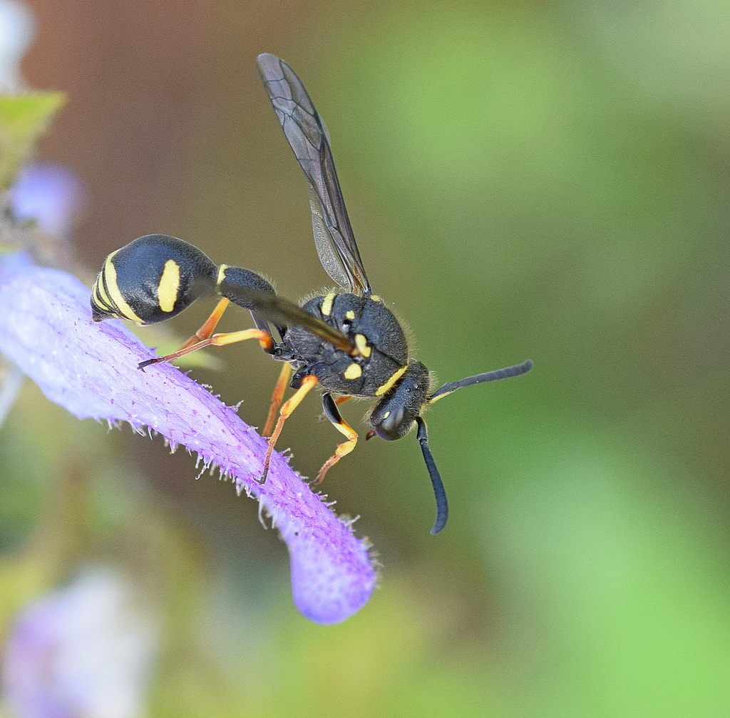 Heath Potter Wasp