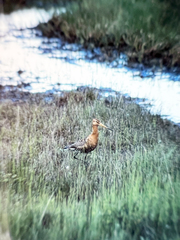 Limosa limosa islandica