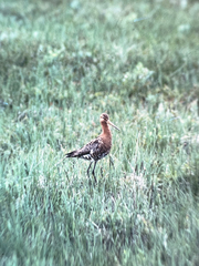 Limosa limosa islandica