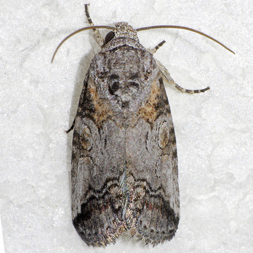 Aleptina inca Dyar, 1902