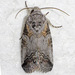 Aleptina inca - Photo (c) David G. Barker, some rights reserved (CC BY-NC), uploaded by David G. Barker